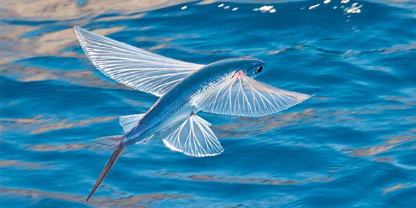 fish_flying-fish_600x300.jpg