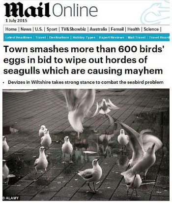 seagull-smash.jpg
