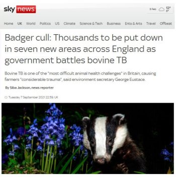 badger-cull.jpg