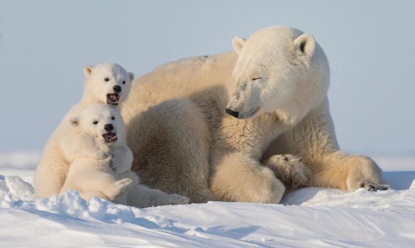 7pzqpq53f0_Polar_bear_with_cubs_in_Wapusk_WW266666.jpeg