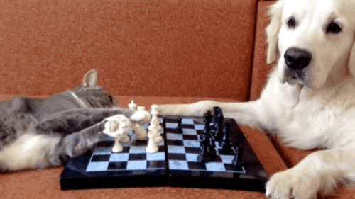 1677855535442.gif