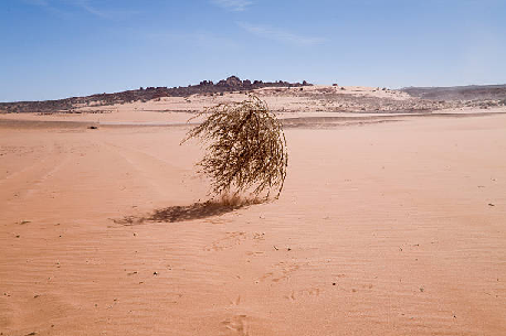 Tumbleweed.png