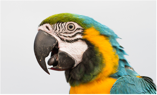 PARROT png.png