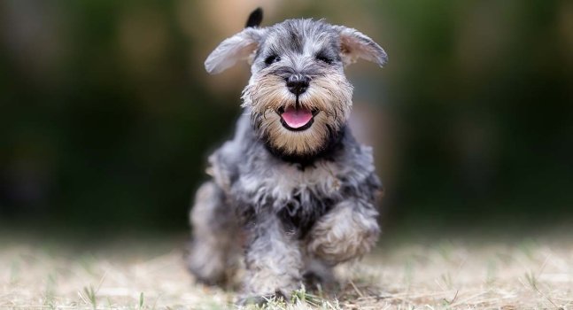 Happy Running Schnauzer.JPG