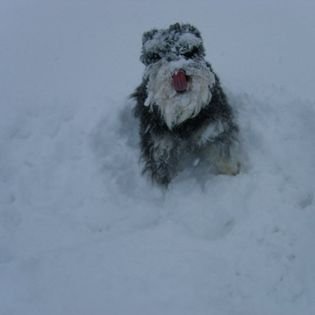 ADAM SNOW DOG.jpg