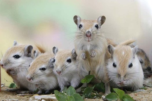 5 Cute Gerbils.jpg