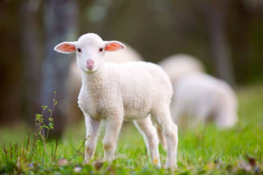 Easter-Lamb-2-1.jpg