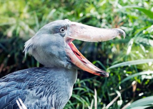 laughing-shoebill-768x548.jpg