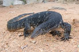 Asian water monitor - Wikipedia