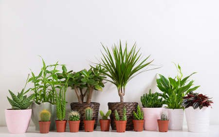 159445672-various-house-plants-collection-of-succulents-and-various-types-of-cactus-in-a-pots-...jpg 159445672-various-house-plants-collection-of-succulents-and-various-types-of-cactus-in-a-pots-...jpg