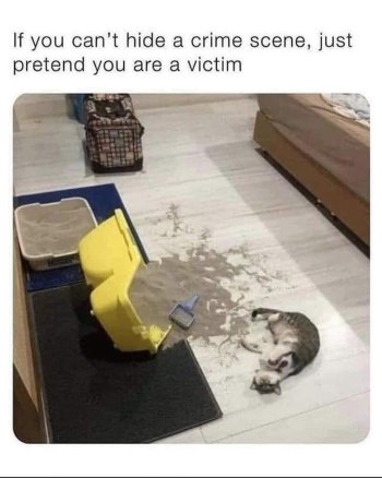 1718328499377.jpeg