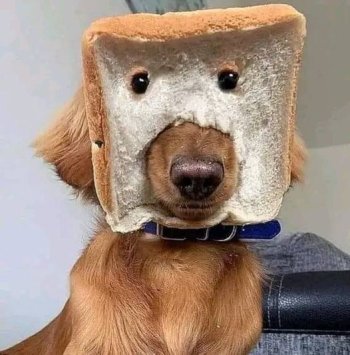 1719018955601.jpeg