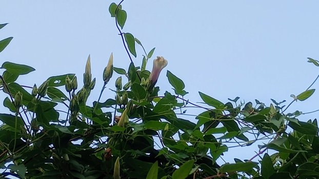 IMG_20240804_192123070~2.jpg