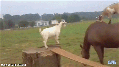 goats on horse giphy.gif