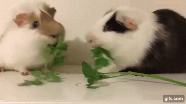 Parsley .gif