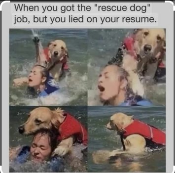 1733251133896.jpeg