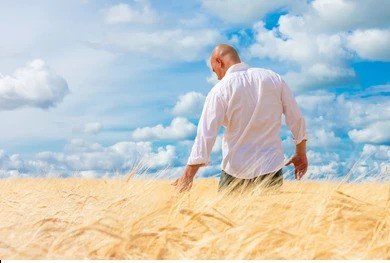 Dream About The Wheatfield