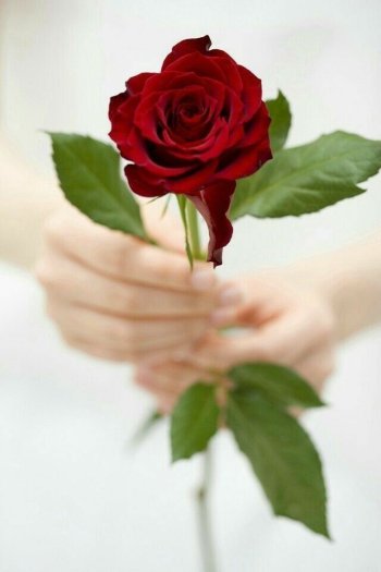 Dream About A Rose (1 of 3 in a night)