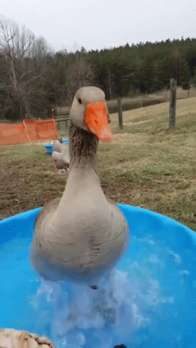 Pic1__GIF.gif