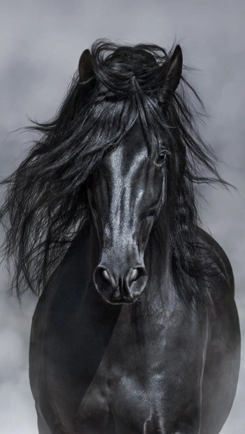 Dream about a black Horse (1 of 3)