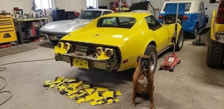 Bad Dog!.jpg