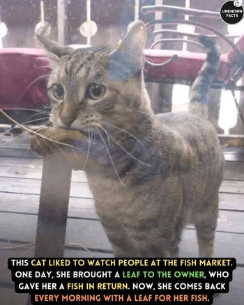 1736222017420.jpeg