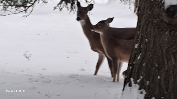 Deer in front.jpg