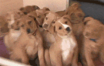Pic1__GIF.gif
