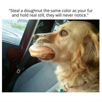 1736769308824.jpeg