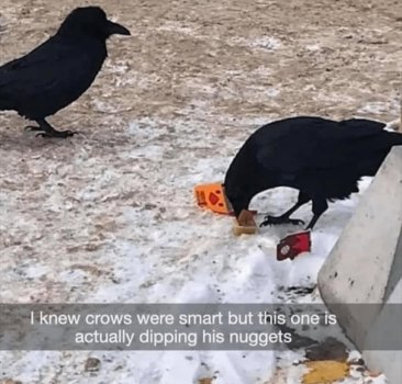 1737122540071.jpeg