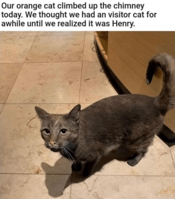 1737413806791.png