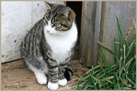 450-158482906-white-grey-cat.jpg