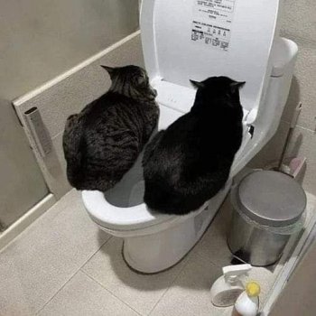 1740187879844.jpeg