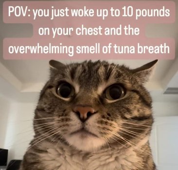 1740211190665.jpeg