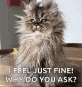 IMG_20250222_161304.gif