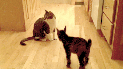 364cfabfece533725980a3437b60e757.gif