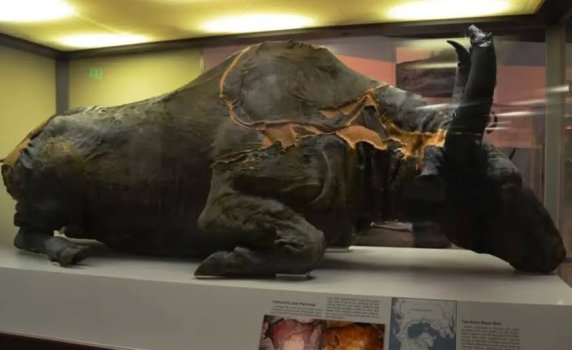 bison 36k.jpg