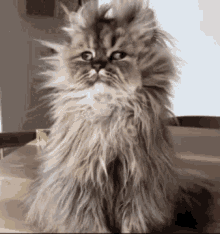 1741068049633.gif