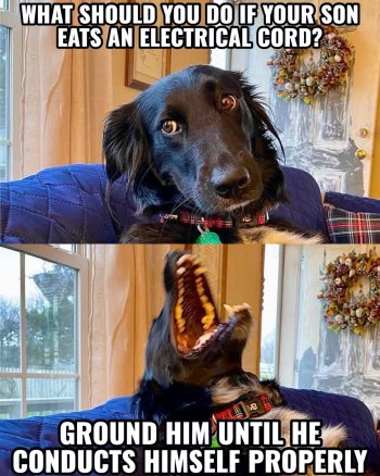 dog electric.jpg