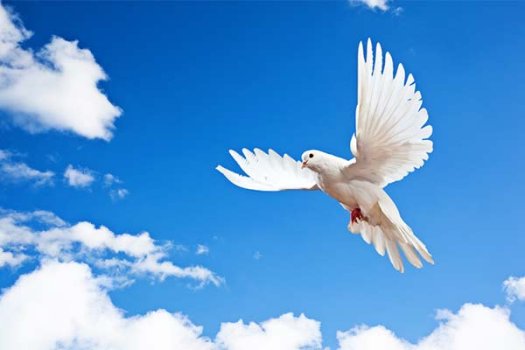 dove5.jpg