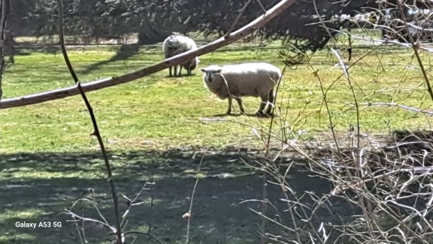 Sheep_3_23_1.jpg