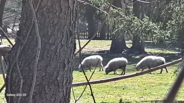 Sheep_3_23_2.jpg