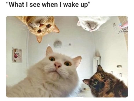 1743036494329.jpeg