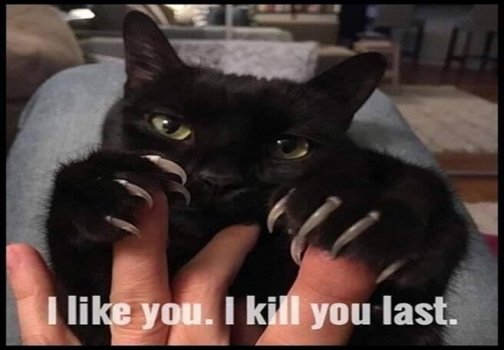 cat kill swf.jpg