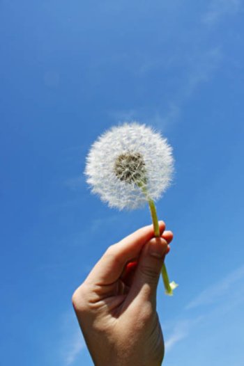The Dandelion Seeds