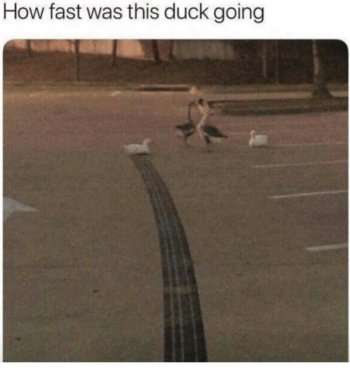 1743817039407.jpeg