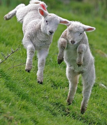 Vision Of The Lambs And The Sword