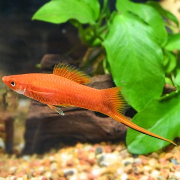 lg_114154_Red_Swordtail_2.jpg