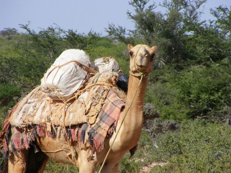 The Camel And The Man Vision