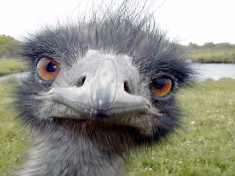 20-animals-having-a-bad-hair-day-1.jpg